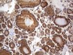 NRBF2 Antibody in Immunohistochemistry (Paraffin) (IHC (P))