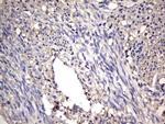 NRBF2 Antibody in Immunohistochemistry (Paraffin) (IHC (P))