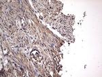 NRBF2 Antibody in Immunohistochemistry (Paraffin) (IHC (P))