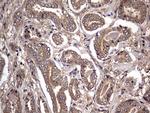 NRBF2 Antibody in Immunohistochemistry (Paraffin) (IHC (P))