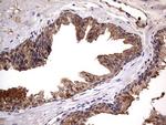 NRBF2 Antibody in Immunohistochemistry (Paraffin) (IHC (P))