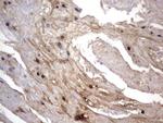 NRBF2 Antibody in Immunohistochemistry (Paraffin) (IHC (P))