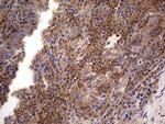 NRBF2 Antibody in Immunohistochemistry (Paraffin) (IHC (P))