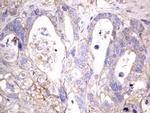 NRBF2 Antibody in Immunohistochemistry (Paraffin) (IHC (P))