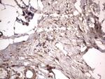 NRBF2 Antibody in Immunohistochemistry (Paraffin) (IHC (P))