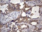 NRBF2 Antibody in Immunohistochemistry (Paraffin) (IHC (P))