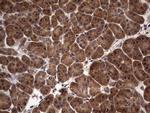 NRBF2 Antibody in Immunohistochemistry (Paraffin) (IHC (P))