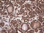 NRBF2 Antibody in Immunohistochemistry (Paraffin) (IHC (P))