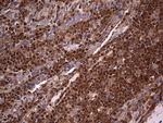 NRBF2 Antibody in Immunohistochemistry (Paraffin) (IHC (P))