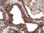 NRBF2 Antibody in Immunohistochemistry (Paraffin) (IHC (P))