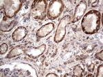 NRBF2 Antibody in Immunohistochemistry (Paraffin) (IHC (P))