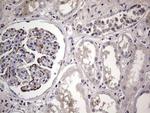 MURF3 Antibody in Immunohistochemistry (Paraffin) (IHC (P))