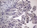 MURF3 Antibody in Immunohistochemistry (Paraffin) (IHC (P))