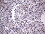 MURF3 Antibody in Immunohistochemistry (Paraffin) (IHC (P))