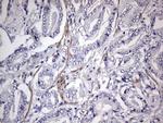 MURF3 Antibody in Immunohistochemistry (Paraffin) (IHC (P))