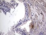 MURF3 Antibody in Immunohistochemistry (Paraffin) (IHC (P))