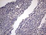 MURF3 Antibody in Immunohistochemistry (Paraffin) (IHC (P))