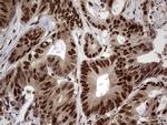 RTRAF Antibody in Immunohistochemistry (Paraffin) (IHC (P))