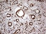 RTRAF Antibody in Immunohistochemistry (Paraffin) (IHC (P))