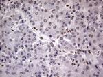 RTRAF Antibody in Immunohistochemistry (Paraffin) (IHC (P))