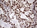 RTRAF Antibody in Immunohistochemistry (Paraffin) (IHC (P))