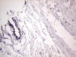 Filensin Antibody in Immunohistochemistry (Paraffin) (IHC (P))