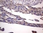 Filensin Antibody in Immunohistochemistry (Paraffin) (IHC (P))