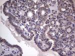 Filensin Antibody in Immunohistochemistry (Paraffin) (IHC (P))