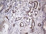 Filensin Antibody in Immunohistochemistry (Paraffin) (IHC (P))