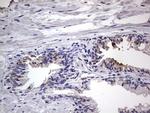 Filensin Antibody in Immunohistochemistry (Paraffin) (IHC (P))