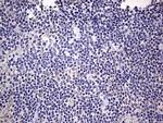 Filensin Antibody in Immunohistochemistry (Paraffin) (IHC (P))