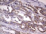 Filensin Antibody in Immunohistochemistry (Paraffin) (IHC (P))