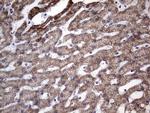 Filensin Antibody in Immunohistochemistry (Paraffin) (IHC (P))