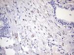 BOLL Antibody in Immunohistochemistry (Paraffin) (IHC (P))