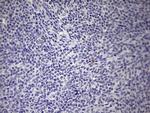 BOLL Antibody in Immunohistochemistry (Paraffin) (IHC (P))