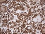 FAF1 Antibody in Immunohistochemistry (Paraffin) (IHC (P))