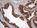 FAF1 Antibody in Immunohistochemistry (Paraffin) (IHC (P))