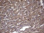 FAF1 Antibody in Immunohistochemistry (Paraffin) (IHC (P))