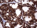 Enkurin Antibody in Immunohistochemistry (Paraffin) (IHC (P))