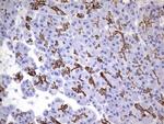 Enkurin Antibody in Immunohistochemistry (Paraffin) (IHC (P))