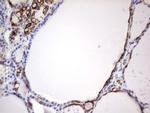 Enkurin Antibody in Immunohistochemistry (Paraffin) (IHC (P))