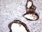 Enkurin Antibody in Immunohistochemistry (Paraffin) (IHC (P))