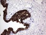 Enkurin Antibody in Immunohistochemistry (Paraffin) (IHC (P))