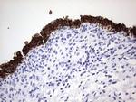 Enkurin Antibody in Immunohistochemistry (Paraffin) (IHC (P))