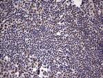 MYF5 Antibody in Immunohistochemistry (Paraffin) (IHC (P))