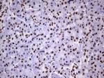 MYF5 Antibody in Immunohistochemistry (Paraffin) (IHC (P))