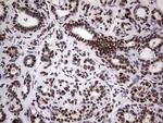 N4BP2L2 Antibody in Immunohistochemistry (Paraffin) (IHC (P))