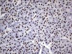 N4BP2L2 Antibody in Immunohistochemistry (Paraffin) (IHC (P))