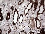 MIP-3 beta Antibody in Immunohistochemistry (Paraffin) (IHC (P))