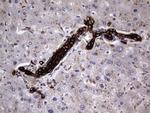 MIP-3 beta Antibody in Immunohistochemistry (Paraffin) (IHC (P))